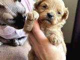 Maltipoo Yavruları
