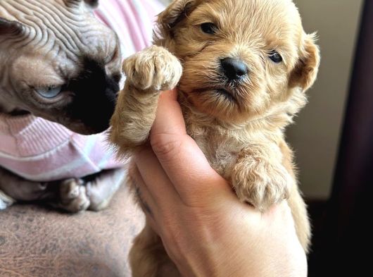 Maltipoo Yavruları görsel