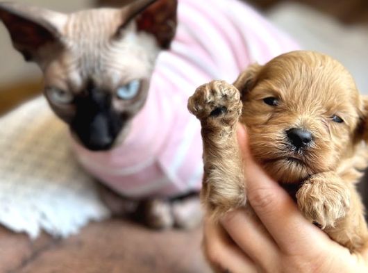 Maltipoo Yavruları görsel