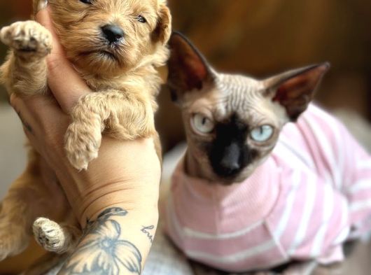 Maltipoo Yavruları görsel