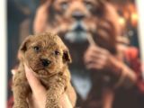 Toy Poodle Yavrular