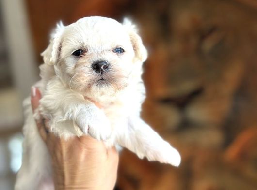 Maltese Yavruları görsel