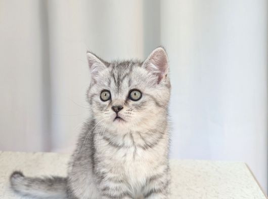 Kedi̇mi̇z Lokum Un 4 Adet Bri̇ti̇sh Shorthai̇r Yavrusu görsel