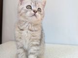 Kedi̇mi̇z Lokum Un 4 Adet Bri̇ti̇sh Shorthai̇r Yavrusu