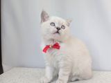 Kedi̇mi̇z Lokum Un 4 Adet Bri̇ti̇sh Shorthai̇r Yavrusu