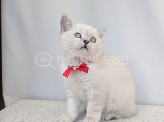 Kedi̇mi̇z Lokum Un 4 Adet Bri̇ti̇sh Shorthai̇r Yavrusu