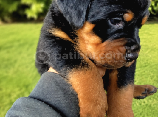 Koca Kafa Rottweiler Yavruları - Garantili görsel