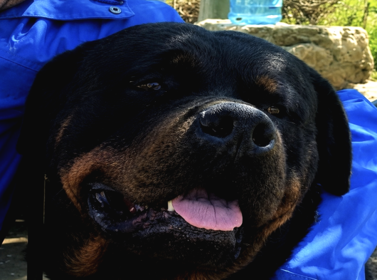 Koca Kafa Rottweiler Yavruları - Garantili görsel
