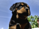 Koca Kafa Rottweiler Yavruları - Garantili