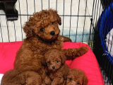 Toy Poodle Yavrularımız - Ev Uretimi A Kalite