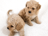Maltipoo Yavrular - Ev Üretimi A Kalite