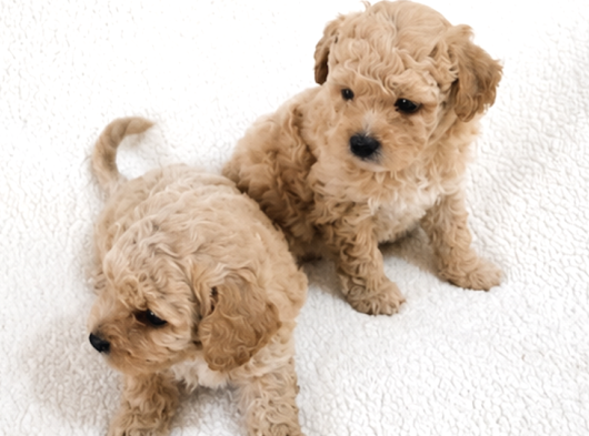 Maltipoo Yavrular - Ev Üretimi A Kalite görsel