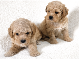 Maltipoo Yavrular - Ev Üretimi A Kalite