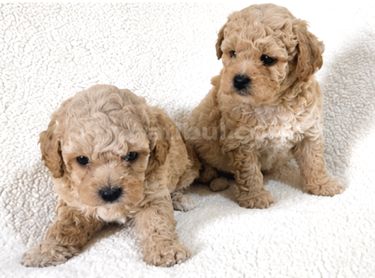 Maltipoo Yavrular - Ev Üretimi A Kalite görsel