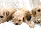 Maltipoo Yavrular - Ev Üretimi A Kalite