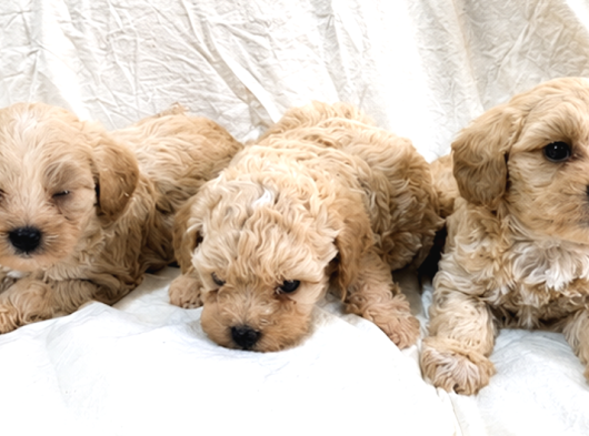 Maltipoo Yavrular - Ev Üretimi A Kalite görsel