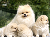 Pomeranian Boo Yavrularımız - Ev Üretimi A Kalite