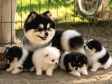 Pomeranian Boo Yavrularımız - Ev Üretimi A Kalite