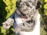 Blue White French Bulldog Yavrularımız - Ev Üretimi A Kalite