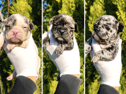 Blue White French Bulldog Yavrularımız - Ev Üretimi A Kalite görsel