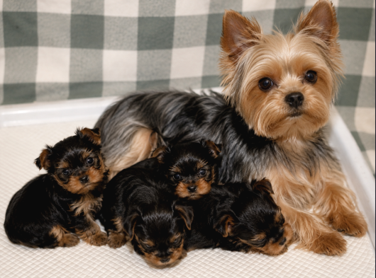 Yorkshire Terrier Yavrularımız - Ev Üretimi A Kalite görsel