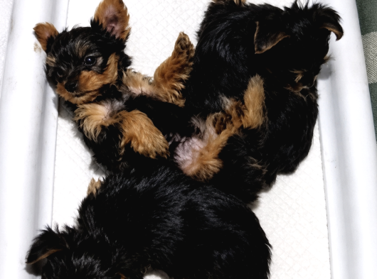 Yorkshire Terrier Yavrularımız - Ev Üretimi A Kalite görsel