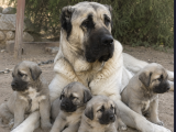 Kangal Koca Kafa - Saf Kan Yavrular