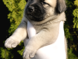 Kangal Koca Kafa - Saf Kan Yavrular