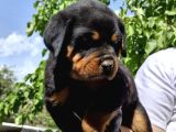 Koca Kafa Rottweiler Yavruları - Garantili