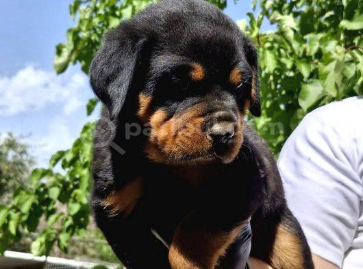 Koca Kafa Rottweiler Yavruları - Garantili