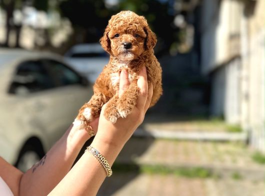 A Kalite Maltipoo Yavrular görsel