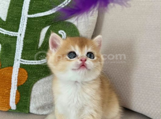 Full Şeçereli Kusursuz British Shorthair Yavrular görsel