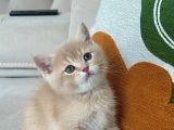 Güzeller Güzeli British Shorthair Yavrularımız
