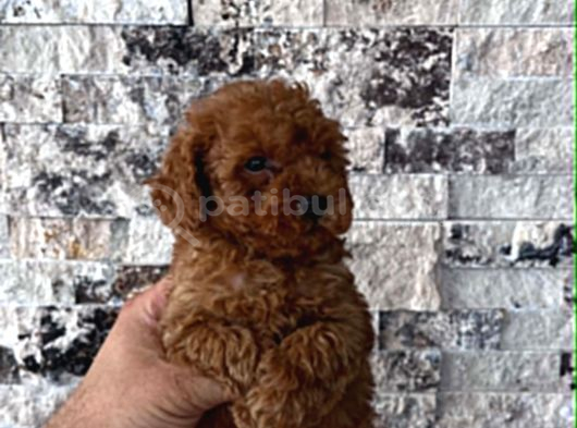 Bi̇blo Güzelli̇ği̇ne Sahi̇p Muhteşem Toy Poodle Yavrular görsel