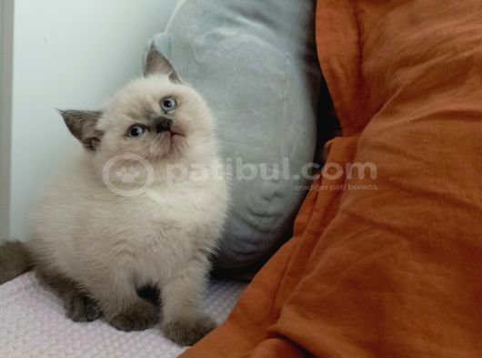 Orjinal Tam Safkan 2 Aylık British Fold Yavrumuz İstanbul Pendik görsel