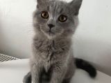 Teko Miniğine Yuva