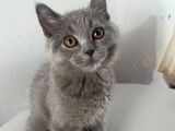 Teko Miniğine Yuva