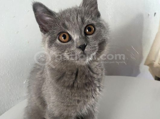 Teko Miniğine Yuva görsel