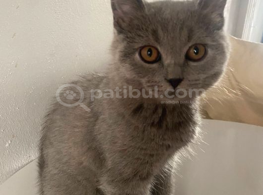 Teko Miniğine Yuva görsel