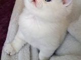 Ayı Surat Kucak Delisi Yavrular