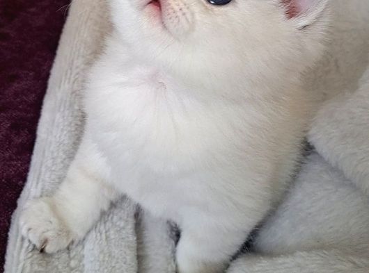Ayı Surat Kucak Delisi Yavrular görsel