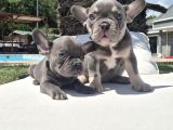 French Bulldog Yavruları Sizleri Bekliyor