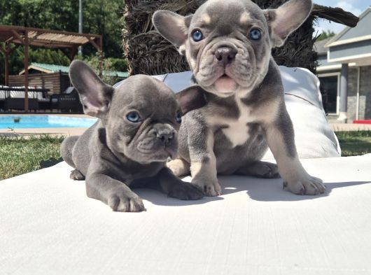 French Bulldog Yavruları Sizleri Bekliyor görsel