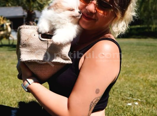 French Bulldog Yavruları Sizleri Bekliyor görsel