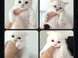 Bal Suratlı Ponçikler Teslime Hazır