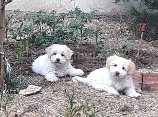 maltese terier 2 buçuk  aylık çocuklar