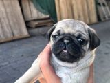 Pugmops Yavrlar