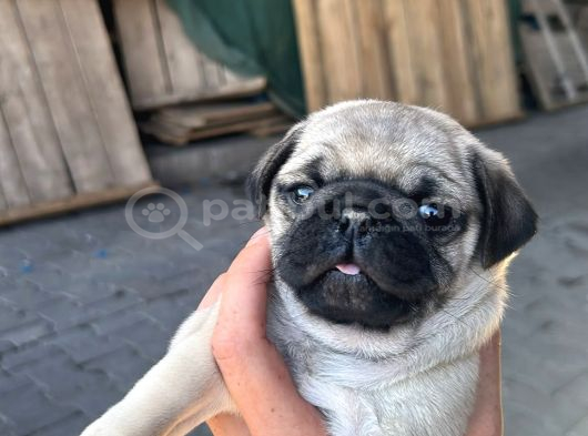 Pugmops Yavrlar