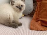 Orjinal Tam Safkan 2 Aylık British Fold Yavrumuz İstanbul Pendik