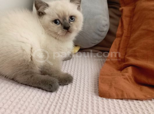 Orjinal Tam Safkan 2 Aylık British Fold Yavrumuz İstanbul Pendik görsel